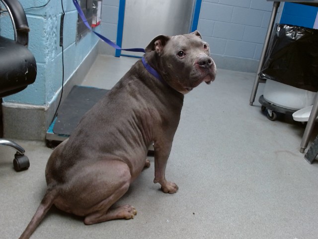 Shelter Stray Male Dog last seen NOT A REGISTERED OWNER, 11800 Sunset Gardens Rd SW, Albuquerque, NM 87121, USA
