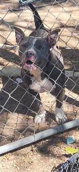 Shelter Stray Female Dog last seen Near BLOCK REGINA ST., 4710 TX-151, San Antonio, TX 78227, USA