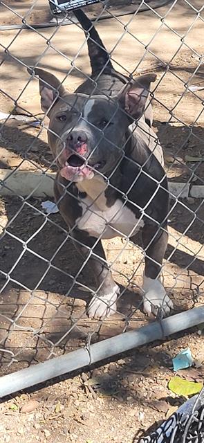 Shelter Stray Female Dog last seen Near BLOCK REGINA ST., 4710 TX-151, San Antonio, TX 78227, USA