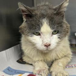 Shelter Stray Male Cat last seen Near BLOCK MINERS HILL, 4710 TX-151, San Antonio, TX 78227, USA