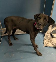 Shelter Stray Female Dog last seen Near BLOCK TULLER ST, DETROIT, MI 48238, 7401 Chrysler Dr, Detroit, MI 48211, USA