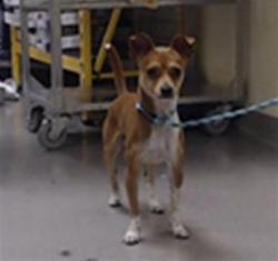 Shelter Stray Male Dog last seen E 17TH AVE & N LOGAN ST DENVER CO 80203, 1241 W Bayaud Ave, Denver, CO 80223, USA