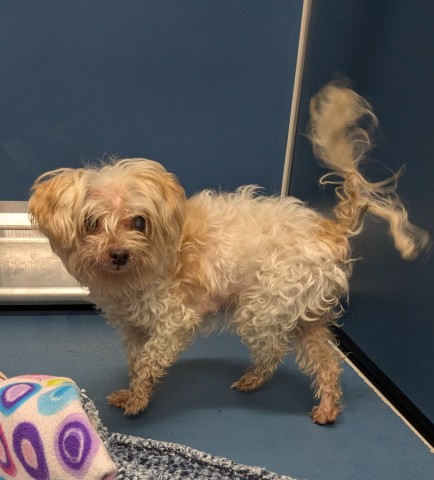 Shelter Stray Female Dog last seen Near BLOCK GREENFIELD RD, DETROIT MI 48235, 7401 Chrysler Dr, Detroit, MI 48211, USA