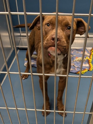Shelter Stray Female Dog last seen Near BLOCK W JFFERSON AVE DETROIT MI 48209, 7401 Chrysler Dr, Detroit, MI 48211, USA