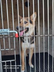 Shelter Stray Male Dog last seen Near BLOCK E CAREY AVE, NORTH LAS VEGAS NV 89030, 655 N Mojave Rd, Las Vegas, NV 89101, USA