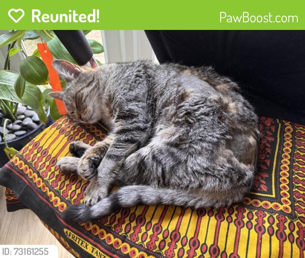 Reunited Male Cat last seen Roe Drive / Earlham Grove/ Henderson Park, Norfolk, England NR5 8BT