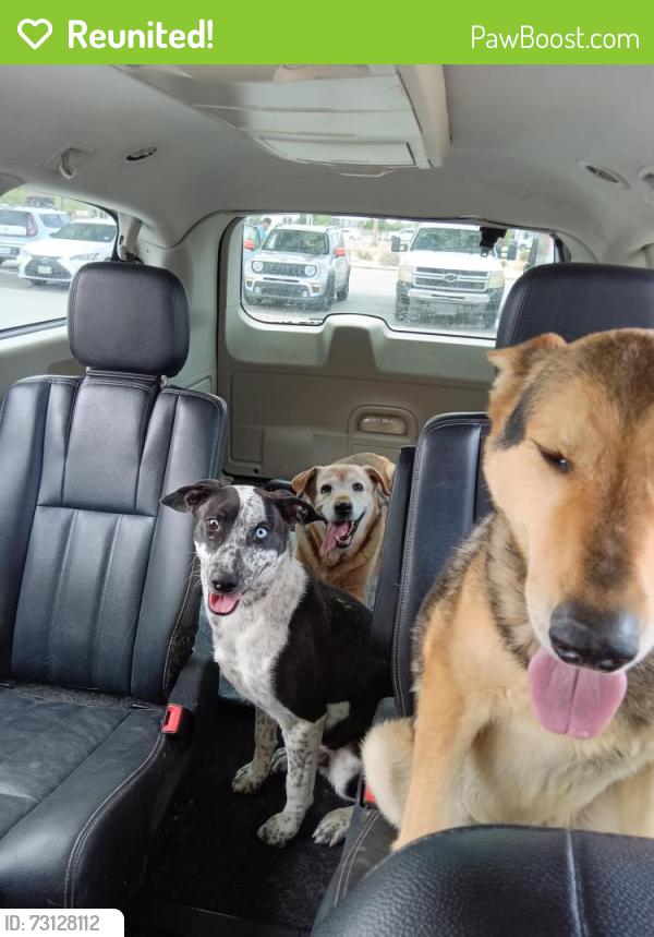 Reunited Male Dog last seen Justice, El Paso, TX 79938