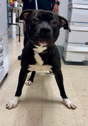 Found/Stray Male Dog last seen Animal Emergency and Referral - Saint Paul, Saint Paul, MN 55102