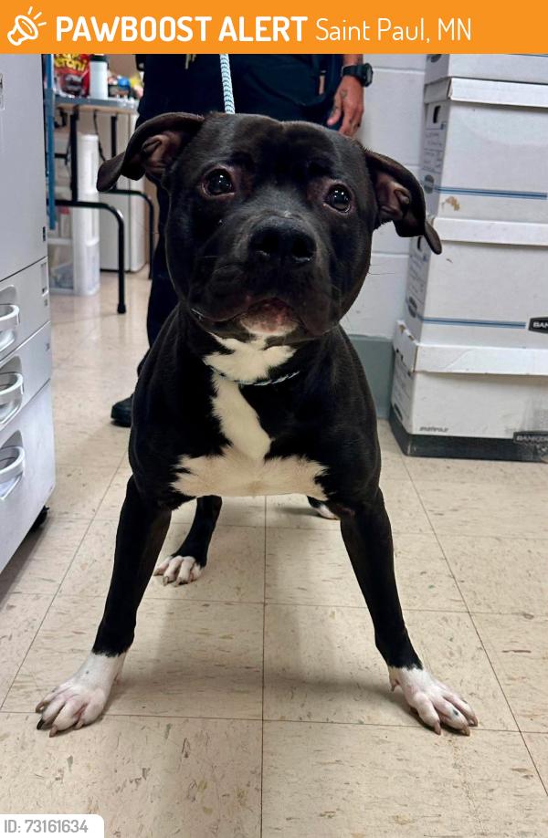 Found/Stray Male Dog last seen Animal Emergency and Referral - Saint Paul, Saint Paul, MN 55102