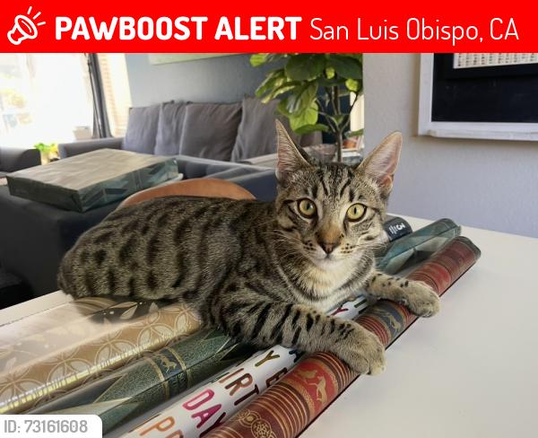 Lost Male Cat last seen Ironbark St in The Arbors, San Luis Obispo, CA 93401