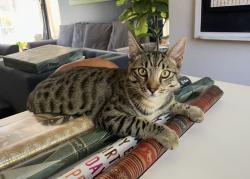 Lost Male Cat last seen Ironbark St in The Arbors, San Luis Obispo, CA 93401
