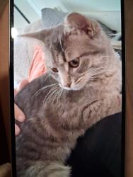 Lost Male Cat last seen Albertsons, maple lane apmts, berry Hill shopping center, Oregon City, OR 97045