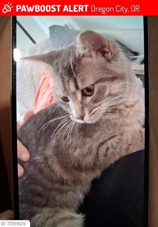 Lost Male Cat last seen Albertsons, maple lane apmts, berry Hill shopping center, Oregon City, OR 97045