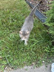 Found/Stray Male Cat last seen Off of Woodlawn by Loby’s, Jackson Township, OH 44708