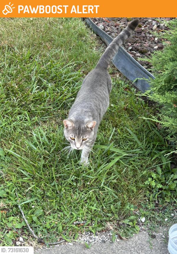 Found/Stray Male Cat last seen Off of Woodlawn by Loby’s, Jackson Township, OH 44708