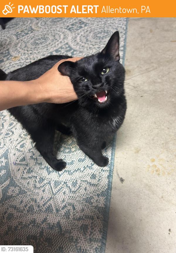 Found/Stray Male Cat last seen Cedarbrook, Allentown, PA 18104