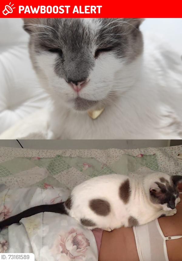 Lost Male Cat last seen RUA: EDGARAQUINO DUARTE,150 CEO 04814370 contato : 11 959684922, Jardim Guanhembu, SP 04814-370