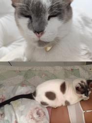 Lost Male Cat last seen RUA: EDGARAQUINO DUARTE,150 CEO 04814370 contato : 11 959684922, Jardim Guanhembu, SP 04814-370