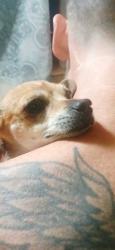 Found/Stray Female Dog last seen Vinland park, Fresno, CA 93726