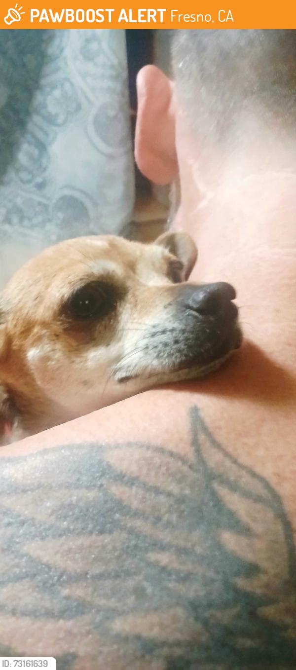 Found/Stray Female Dog last seen Vinland park, Fresno, CA 93726