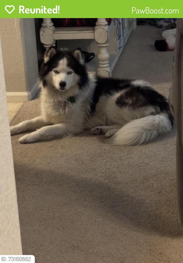 Reunited Male Dog last seen 130th and Monaco, Thornton, CO 80602