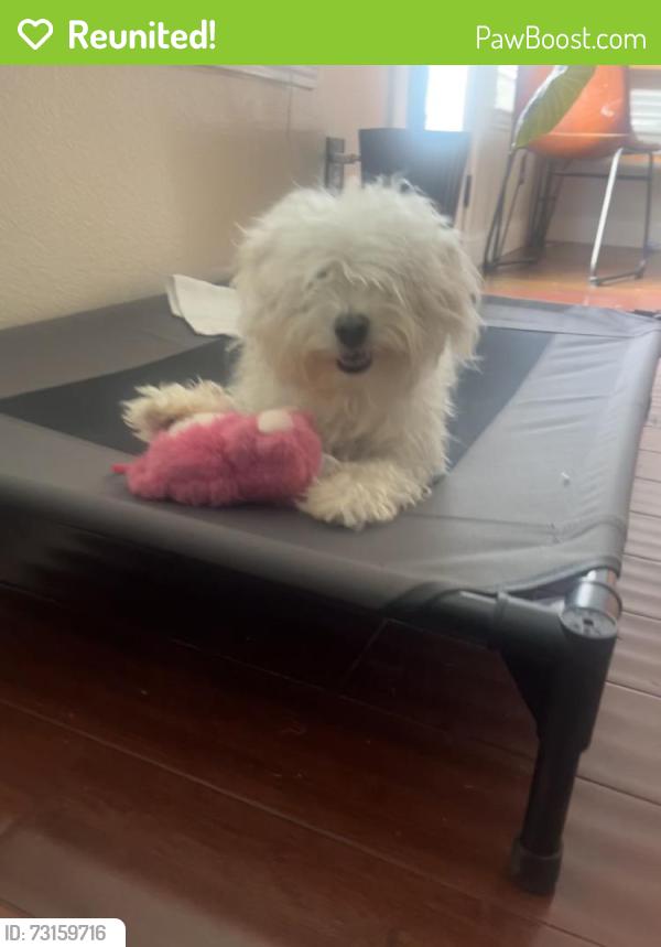 Reunited Male Dog last seen Kingfisher Ln, Mesquite, TX 75181, USA, Mesquite, TX 75181