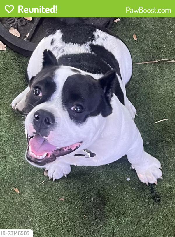 Reunited Male Dog last seen Near nw 48 st, Miami, FL 33142