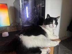 Lost Female Cat last seen Georges road next to paradise park, Greater London, England N7 8HZ