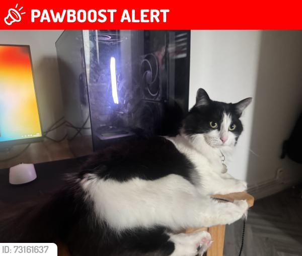 Lost Female Cat last seen Georges road next to paradise park, Greater London, England N7 8HZ