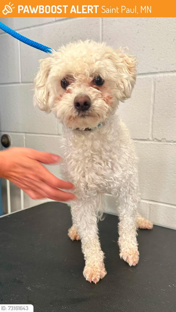 Found/Stray Male Dog last seen Rice and Maryland, Saint Paul, MN 55117
