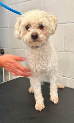 Found/Stray Male Dog last seen Rice and Maryland, Saint Paul, MN 55117