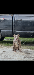 Lost Male Dog last seen closed to esmerald street, Fresno, TX 77545