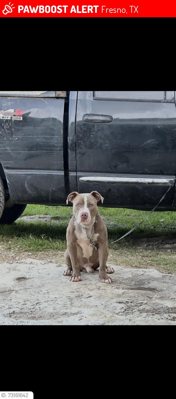 Lost Male Dog last seen closed to esmerald street, Fresno, TX 77545