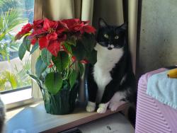 Lost Male Cat last seen Near Hunter's Glen apmts on 10th st, Sarasota, FL 34236