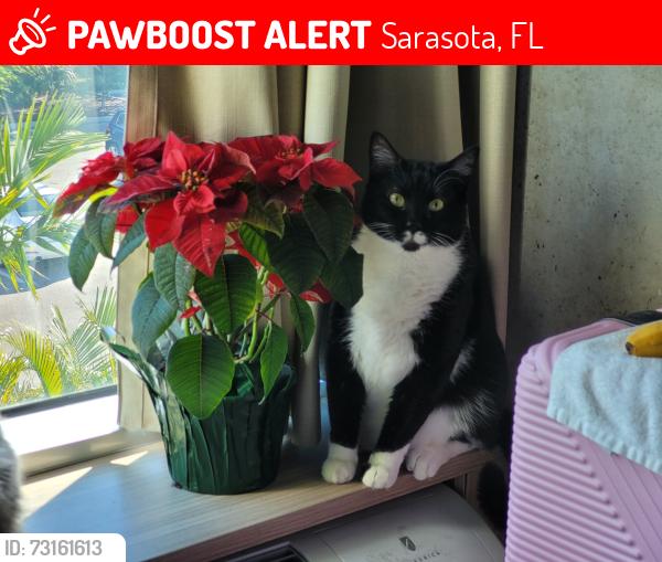 Lost Male Cat last seen Near Hunter's Glen apmts on 10th st, Sarasota, FL 34236
