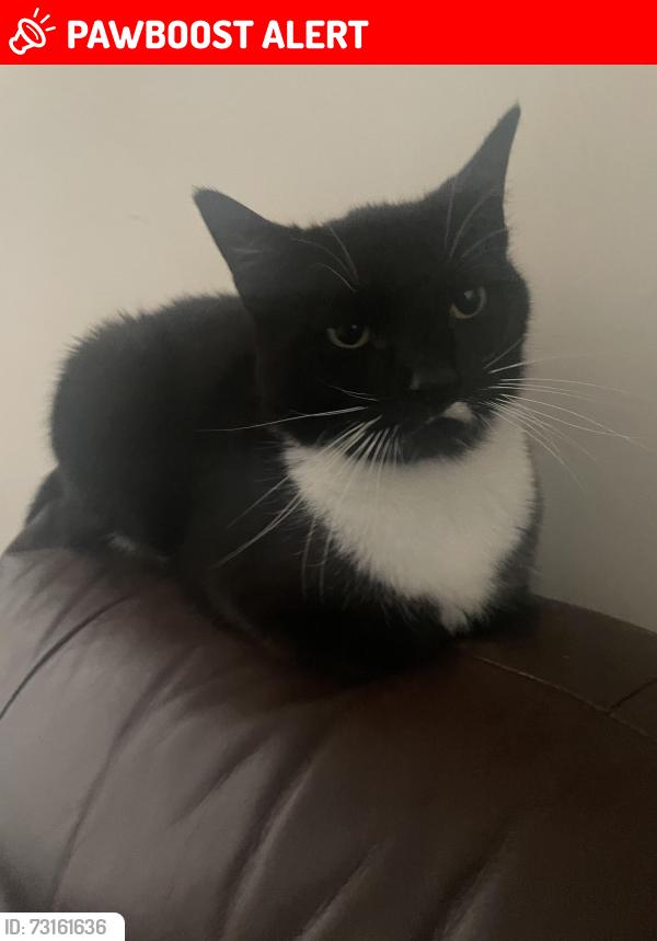 Lost Female Cat last seen Near Northumberland Heath post office, Greater London, England DA8 1HN