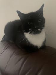 Lost Female Cat last seen Near Northumberland Heath post office, Greater London, England DA8 1HN