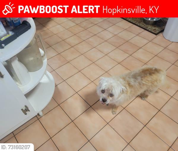 Lost Male Dog last seen Greenville Road near Forrest Park area, Hopkinsville, KY 42240