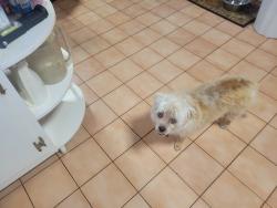 Lost Male Dog last seen Greenville Road near Forrest Park area, Hopkinsville, KY 42240