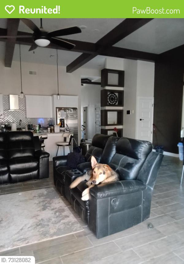 Reunited Male Dog last seen Justice, El Paso, TX 79938