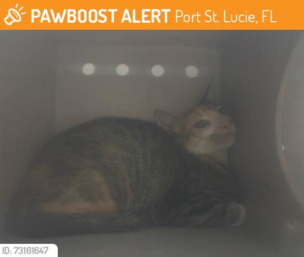 Found/Stray Unknown Cat last seen Port St Lucie, Port St. Lucie, FL 34986