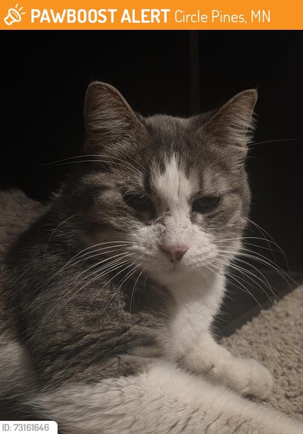 Found/Stray Female Cat last seen Lexington and Flowerfield Road, Circle Pines, MN 55014