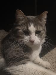 Found/Stray Female Cat last seen Lexington and Flowerfield Road, Circle Pines, MN 55014