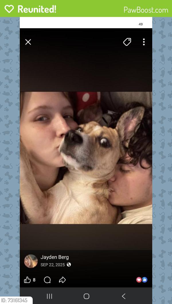 Reunited Female Dog last seen San Vincent and pearl st, Greenville, TX 75402