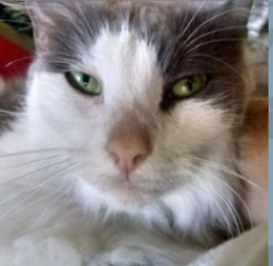 Lost Male Cat last seen W. BAY at Elkins in Ballast Point, Tampa, FL 33611
