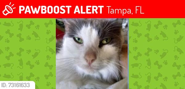 Lost Male Cat last seen W. BAY at Elkins in Ballast Point, Tampa, FL 33611