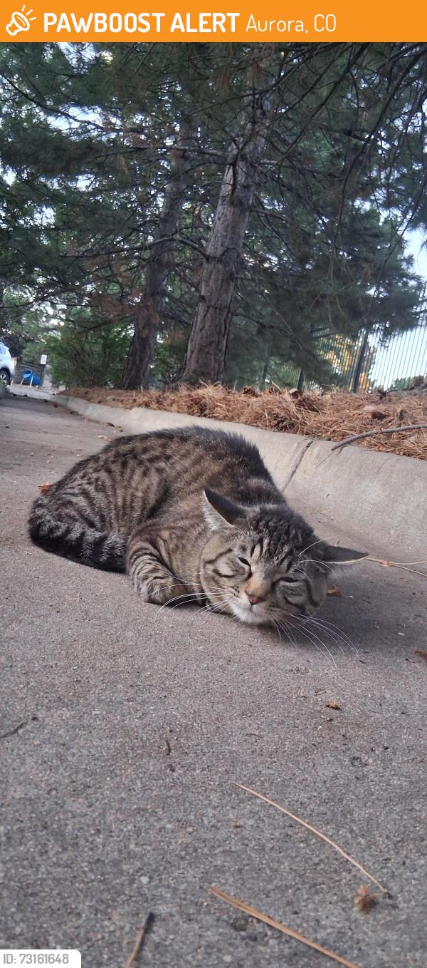 Found/Stray Male Cat last seen Yale and Peoria, Aurora, CO 80014