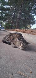 Found/Stray Male Cat last seen Yale and Peoria, Aurora, CO 80014