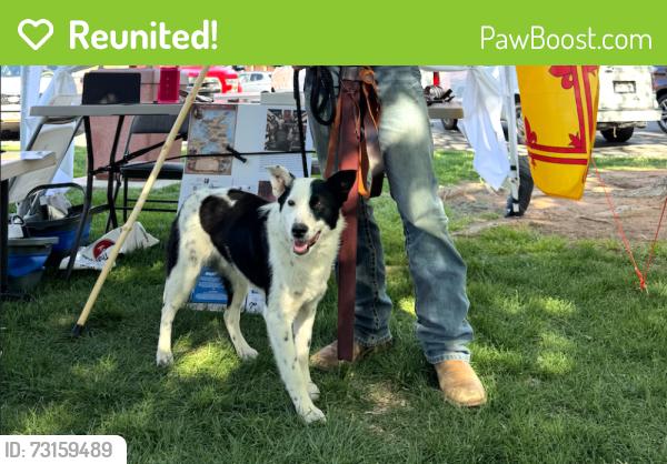 Reunited Male Dog last seen Henrys Fork Trailhead, Hanna, UT 84031