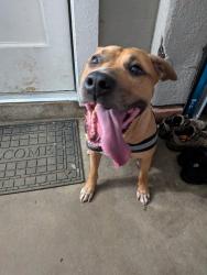 Reunited Male Dog last seen Elizabeth Pl and Reading Rd, Cincinnati, OH 45237
